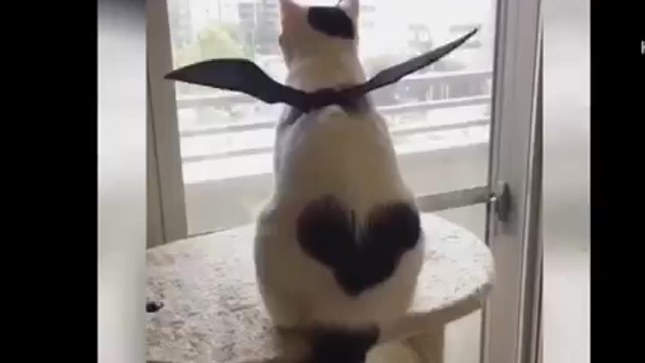 funny cat video | cat compilation 😄 😆 #funny #fun #viral #cat