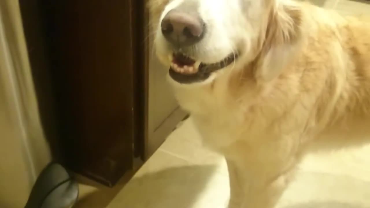 Guilty Golden Retriever