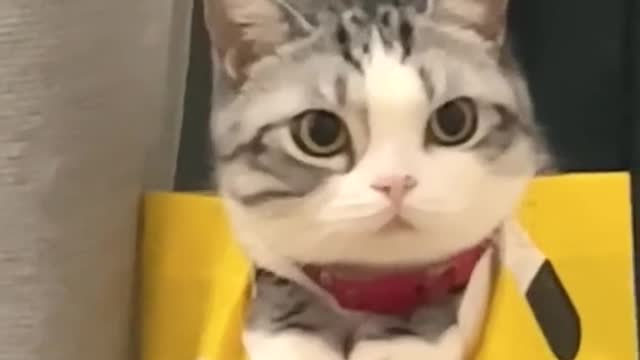 catsoftiktok