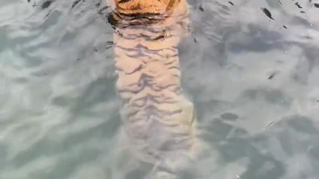 The tiger swelled