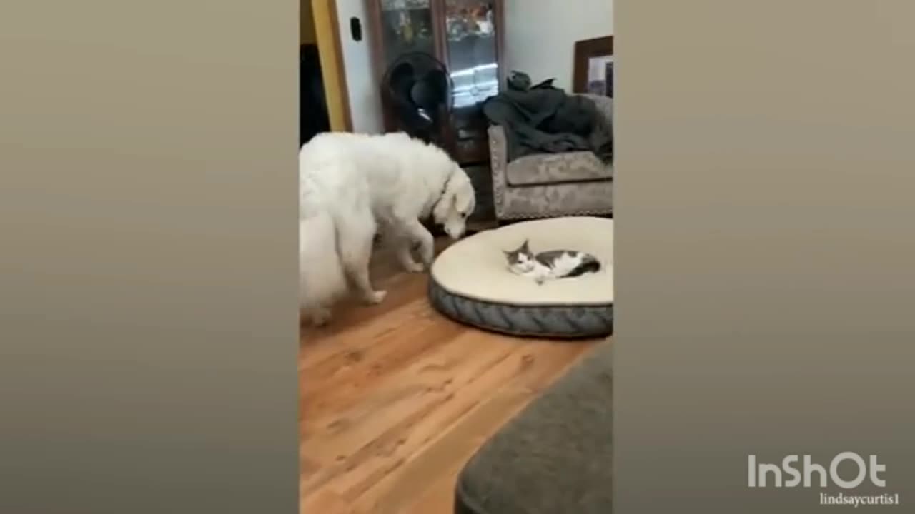 Funny dog x cat 😺 fighting