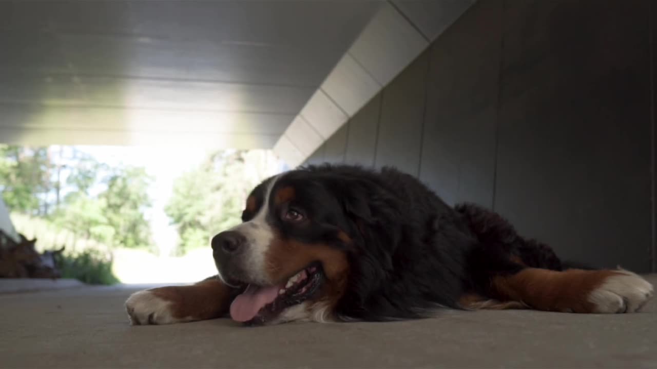 Dog 🐕
