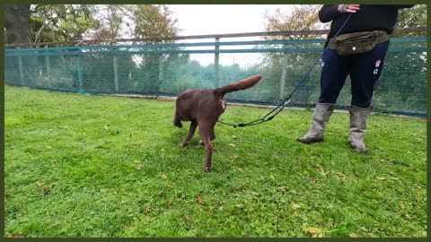 ABANDONED LABRADOR NIGHTMARE ON LEAD