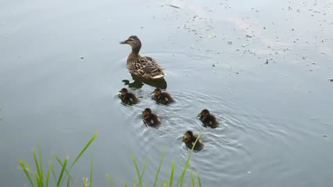 20 Cutest Baby Animals That Will Make You Go Aww