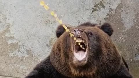 The bear lets visitors feed it a drink