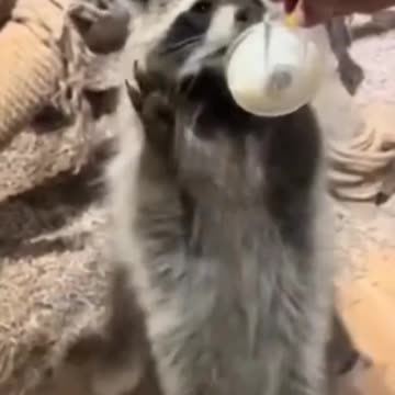 Cat funny videos kids cat #catvideo #lionfight #kidscat