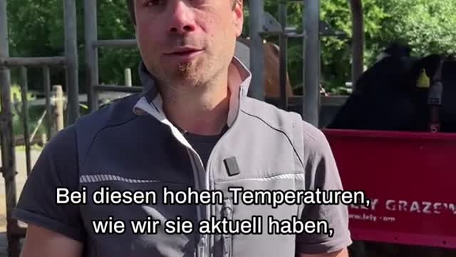 LEDoch, die Kühe können im Sommer