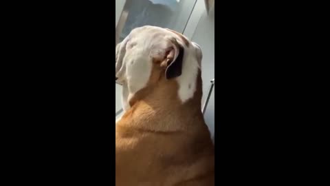 Bulldog pup falls asleep looking out the window