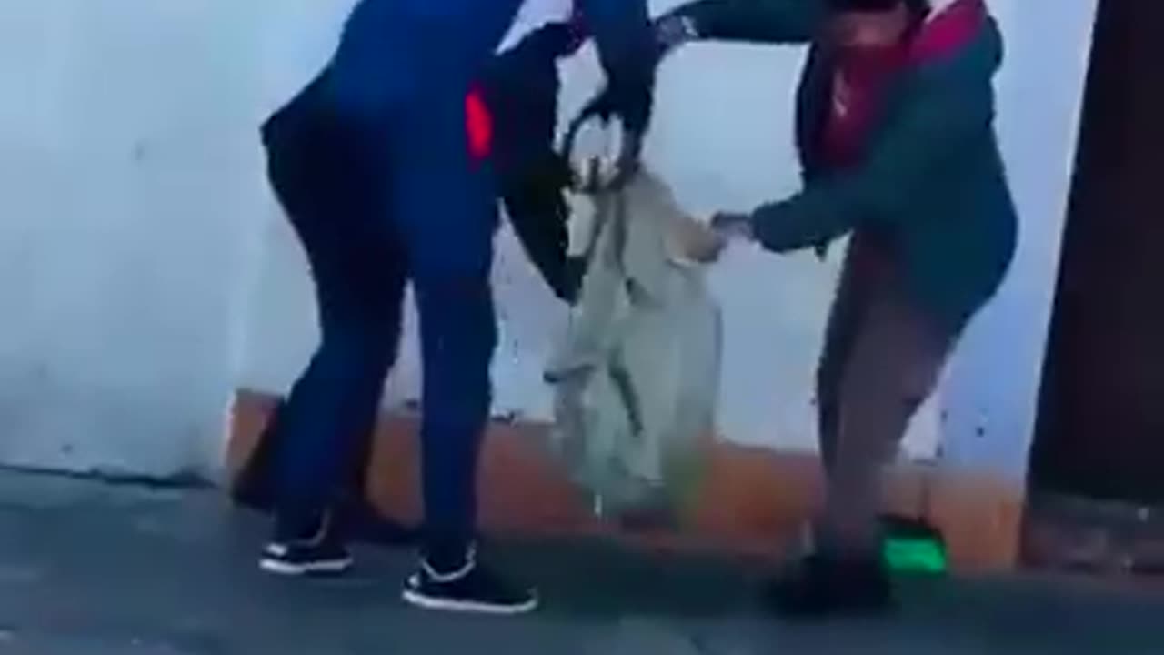 Cats Being Captured