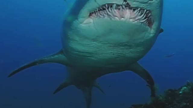 Up close with a sand tiger shark 🦈 Aren't they just fascinating? 😍