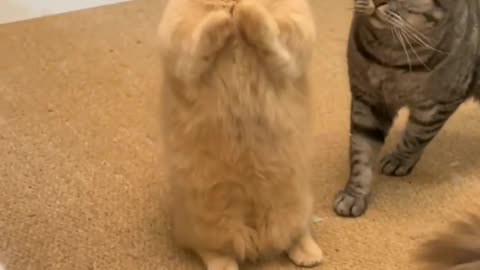 what wrong #shortvideo #animal #cat #catlover #cats #shorts #short