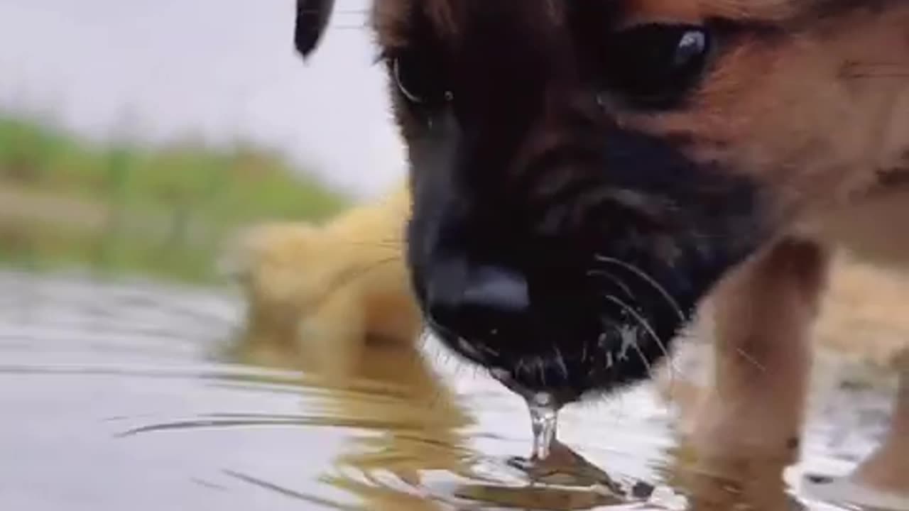 #shorts #PetLaughter Enjoy Hilarious Moments with Our Furry Friends 🐾😂