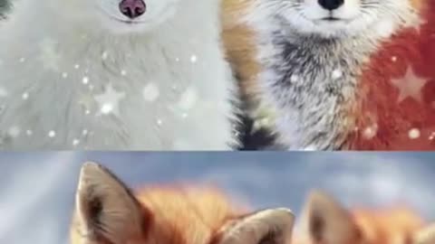 ArcticFoxorRedFox？