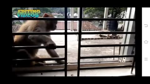 Monkey Fart on Cat face watch till the end