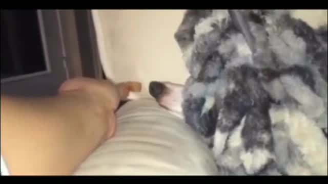 A dog's daily routine
