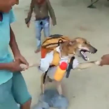 Dog Going To School 🤣