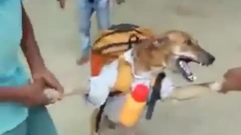 Dog Going To School 🤣