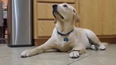 Dog training video