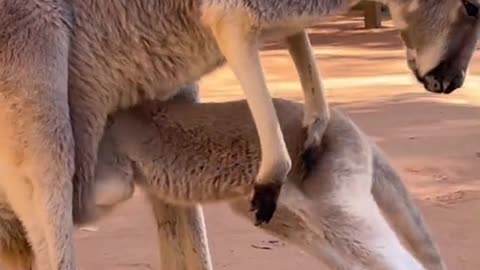 Baby kangaroo struggles to get into mom’s pouch... So cute