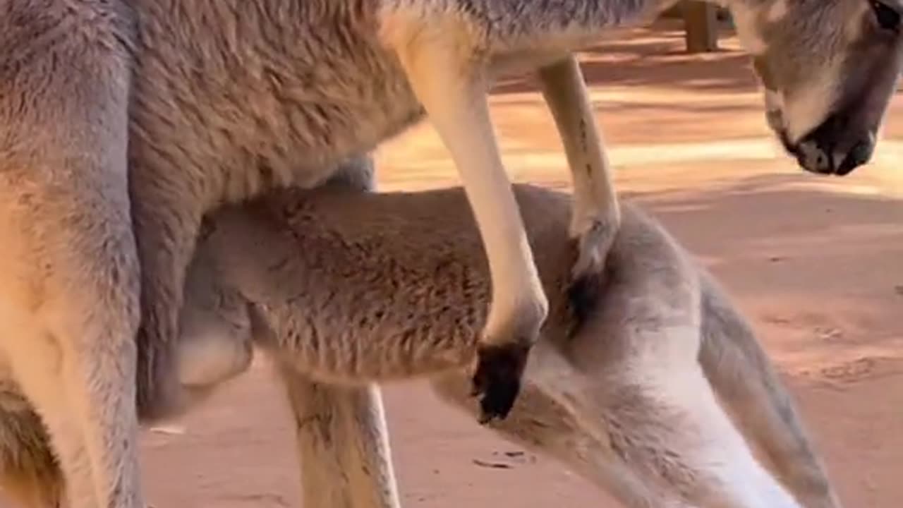 Baby kangaroo struggles to get into mom’s pouch... So cute