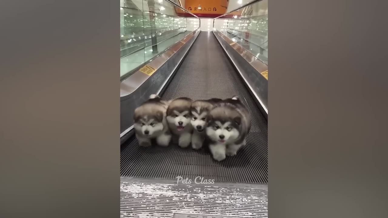 Funniest Dogs and Cats Video 2023