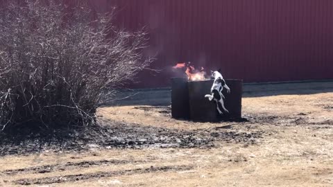 Dog Loves Jumping Through Fire