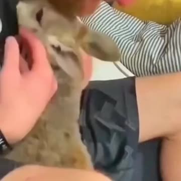 The boy saved the life of a kangaroo abandoned by his mother