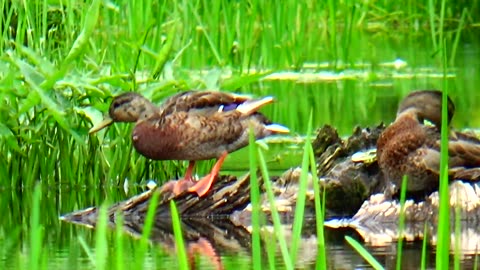 Mallard Ducks