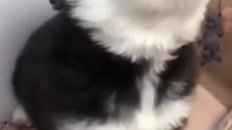 Cute puppy howling