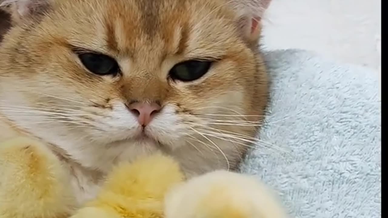 Cat looking after chicks