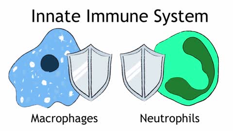 The Immune System _ Health _ Biology