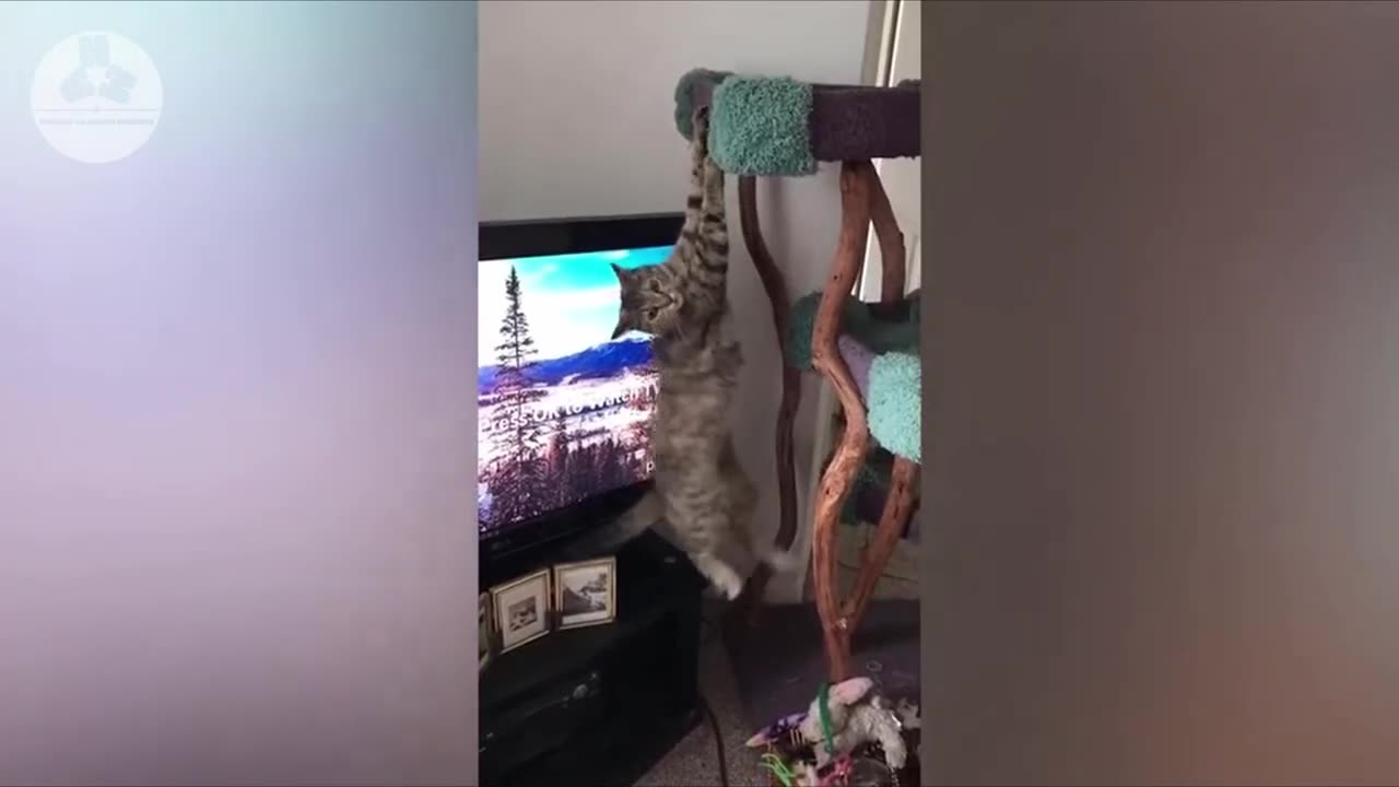 Funny animals