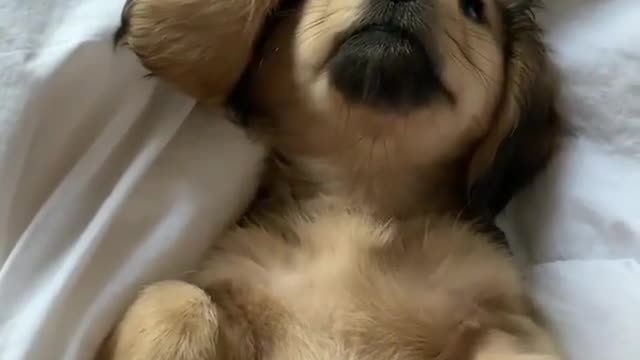 so cute puppy