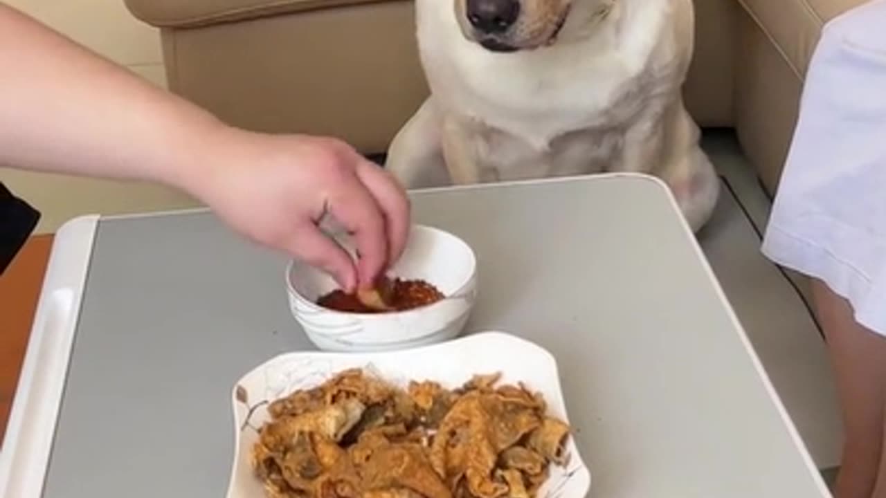 My Dog Not Eating| Funny Dog Video