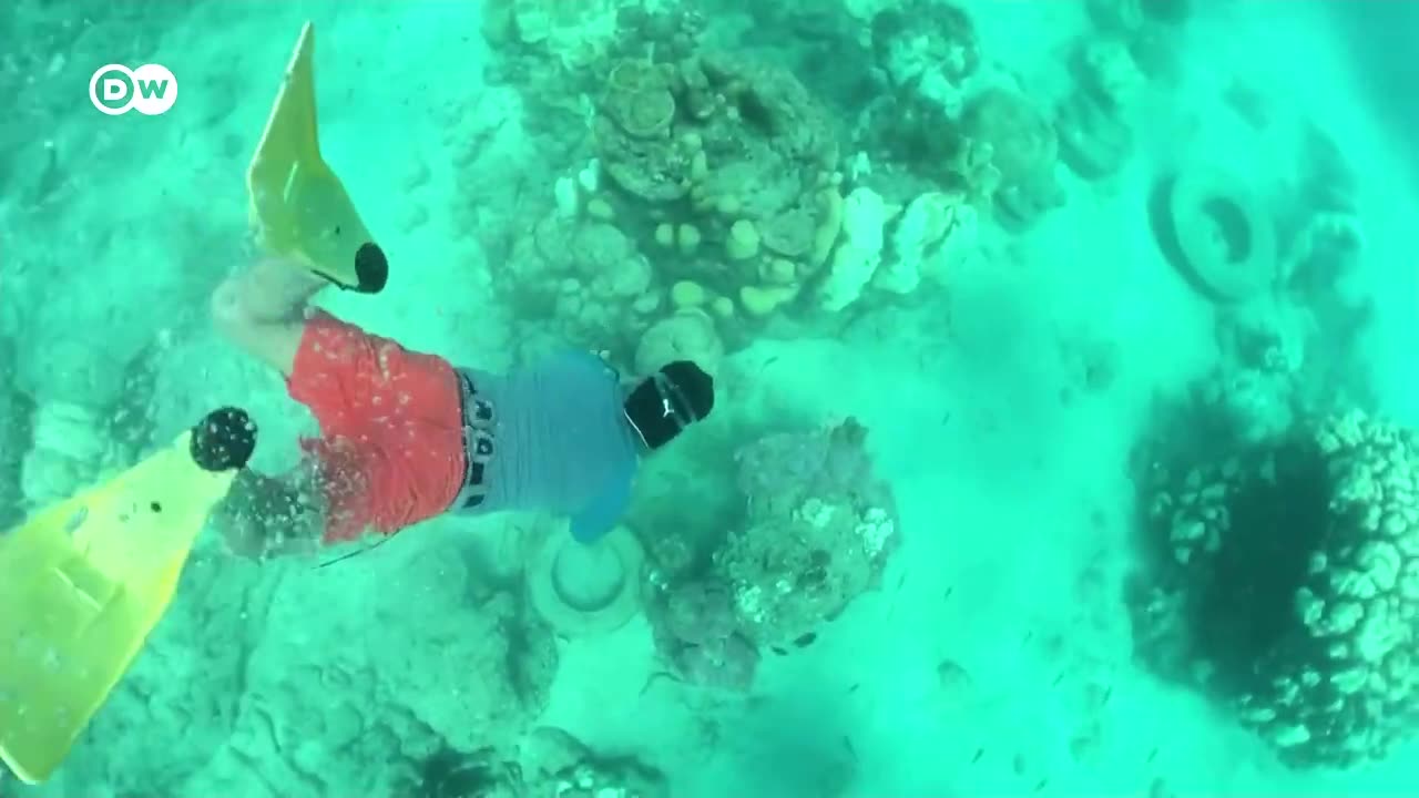 Por qué son importantes los corales para la vida humana