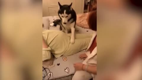 Собака
