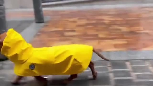 Sausage dog in a raincoat