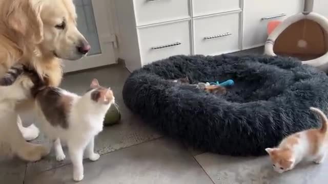 Mom Cat Shows Baby Kittens how to be friends with a Golden Retriever