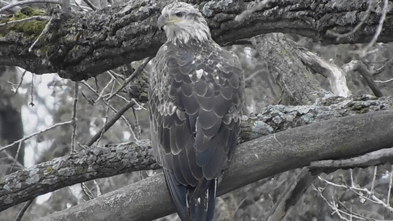 Juvenile Bald Eagle