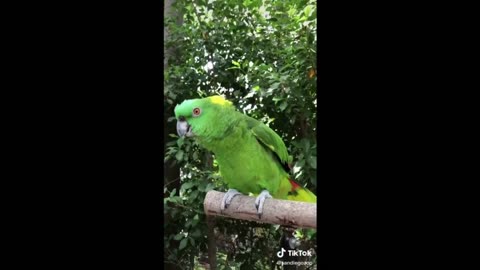 THE MOST CRAZY AND FUNNY BIRDS AND FUNNY PARROTS