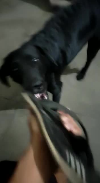 Cute dog but not disciplined