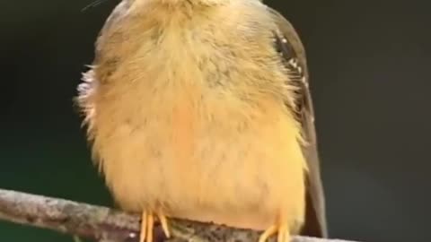 Have you ever seen a bird that can change its face