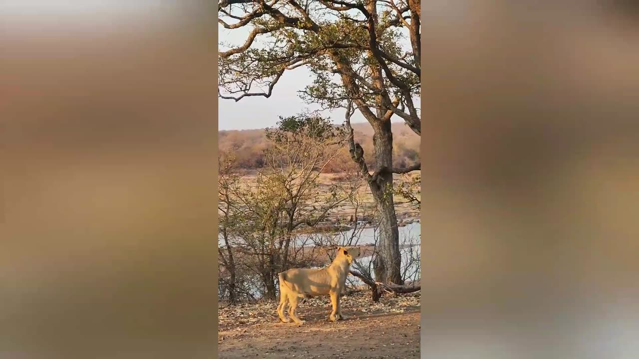 Baboons bark at lion, lion barks back! 🦁🐵😂