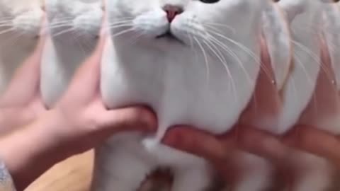 Cat getting surprised funny...