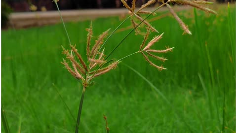 The secret of improved plant breeding, apart from scientific knowledge, is love