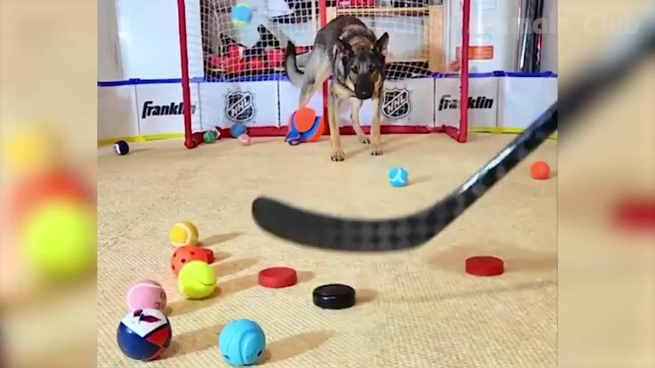 Funny Animal Videos 2022 😂 - Best Dogs And Cats Videos #1