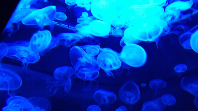 Watch Jellyfish In Water Tank - Blue Aquarium Blue