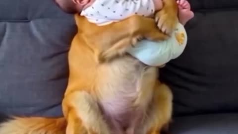 When Even the Dog Has to Help Carry the Baby – Cuteness Overload