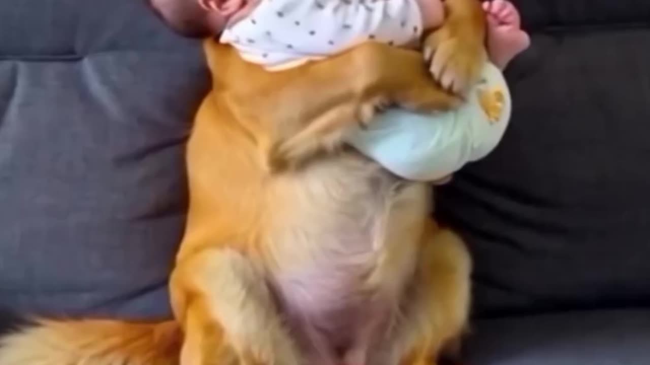 When Even the Dog Has to Help Carry the Baby – Cuteness Overload