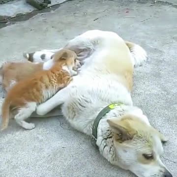 Funny cute animals 🤣